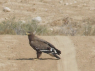 Steppe or Golden Eagle nearby