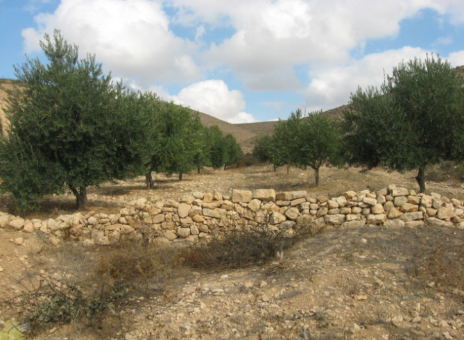  Abu Rabia farm, Eastern Negev