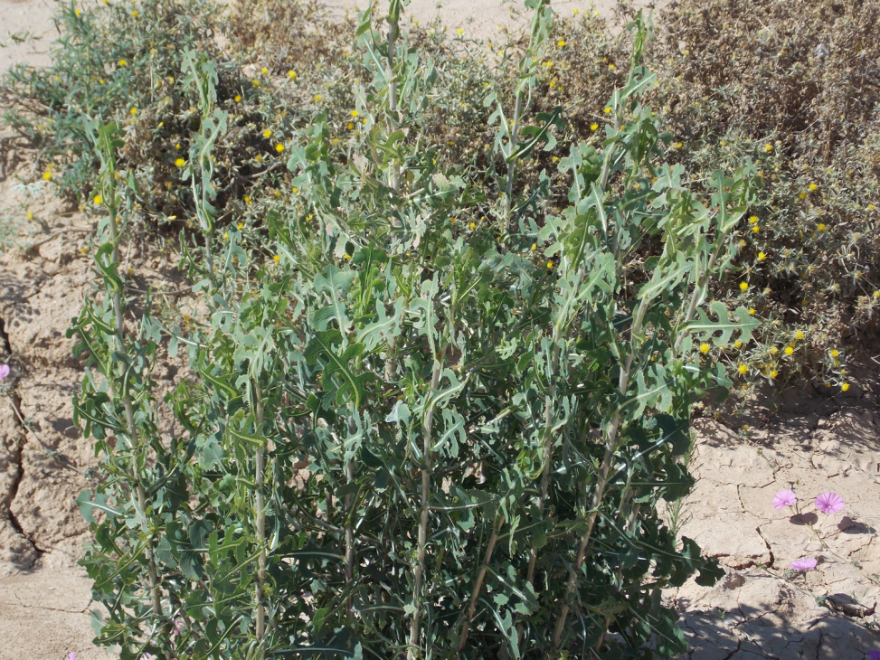  Prickly Lettuce (the closest wild relative of cultivated lettuce)