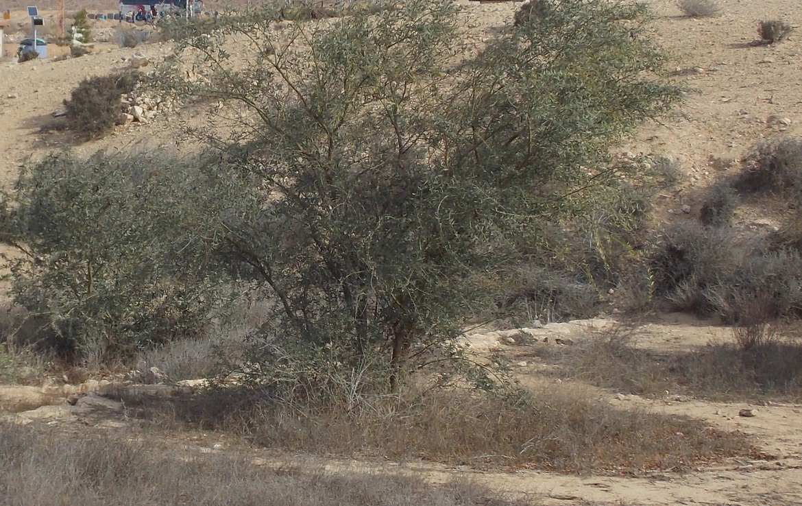  Acacia victoriae with Litter-Induced Fertility Patches